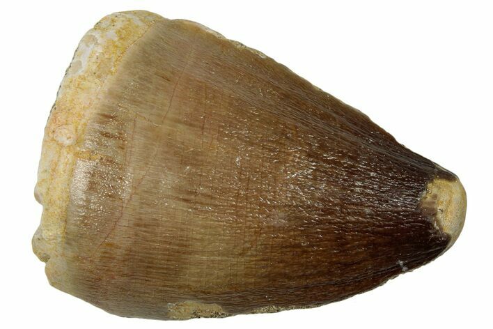 Fossil Mosasaur (Prognathodon) Tooth - Morocco #247912